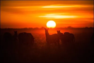 On aperçoit clairement, au soleil levant, les silhouettes d'un petit troupeau d'herbivores, de la famille des équidés, alors qu'ils paissent calmement sur un marais ouvert.
Quel est leur nom coutumier ?

Courtesy of Nationaol Geographic WILD & NHFU Botswana.