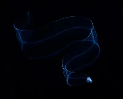 Une jeune anguille se cache des prédateurs dans l'obscurité des abysses. Depuis quelques années, les jeunes anguilles sont décimées par la pêche intensive. D'après le photographe Yatwai So, certaines espèces d'anguilles comme l'anguille du Japon, sont menacées d'extinction.
Trouvez un autre nom pour jeunes anguilles : 

Photographie de Yatwai So, National Geographic Travel Photographer of the Yea