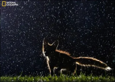 Cette belle photo nous permet d'en voir un sous la pluie : ce n'est pas qu'il aime vraiment la pluie mais l'été, quand il fait bien chaud et qu'un orage éclate, on peut en voir juste après, comme regaillardi.
Quel est le nom de cet animal qui danse sous la pluie ?

Dancing in the Rain : Vladislav Kamenski, 2016 National Geographic Nature Photographer of the Year.
