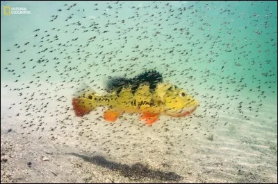 En Floride, des alevins nagent autour de leur mère qui les protègent jusqu'à ce qu'ils puissent se défendre eux-mêmes. Originaire d'Amazonie, ce poisson a été introduit afin de limiter les tilapias, une autre espèce invasive. Ce sont des poissons diurnes qui se nourrissent de tout ce qui bouge : quel est leur nom ?

Photographie de Michael O'Neill / 2ième prix 2016 National Geographic Nature.