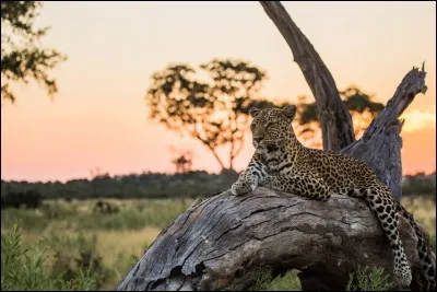 Souvent en observation, flanqué sur une branche, il se relaxe mais scrute tout le temps. Comme plusieurs félins de son espèce, après un journée passée à évaluer les possibilités de chasse, il s'est trouvé un observatoire plus confortable pour poursuivre son activité préférée.
Trouvez le nom de ce rapide animal. 

Courtesy of Nationaol Geographic WILD & NHFU Botswana.