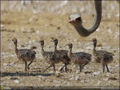 Cet oiseau est incapable de voler et pourtant il pointe à 70km/h. Étonnamment, il possède une longévité de 70 ans. Seulement pour se nourrir, la femelle passe la plupart du temps la tête au ras du sol : c'est une mère admirable dont les petits proviennent des plus gros oeufs du règne animal. Quel est le nom de cette photo ?

Photo : Yu Huiping, National Geographic Nature Photographer of the Year 2