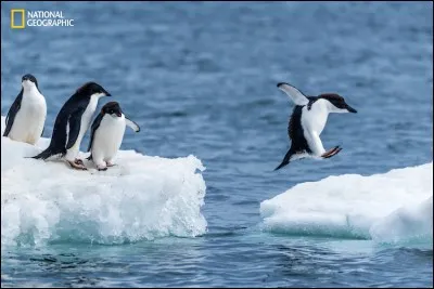 La photographie capte le saut d'un pingouin Adélie d'une glace flottante à une autre dans cette froide péninsule antarctique : il est léger et cela semble un jeu. Comment peut-on aussi les appeler ?

Picture : Nick Dale/2016 National Geographic Nature Photographer of the Year.