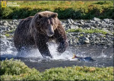 En été, le saumon rouge nage en amont : plusieurs espèces remontent pour frayer où ils sont nés. Ils sont attendus par l'un des plus grands prédateurs, l'ours brun, pour qui ces saumons représentent les protéines indispensables à sa survie pour les mois d'hibernation. Seules les parties grasses sont mangées.

Trouvez le nom de cette photo de Steve Grodin/ 2016 National Geographic Nature/ :