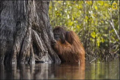 Cette photo a été prise en Indonésie, où ils ont été témoins de ce fait troublant qu'un énorme mâle traverse une rivière malgré son dédain et le fait qu'elle soit infestée de crocodiles. La culture de l'huile de palme à Bornéo, menace les orangs-outans, forçant ces animaux à quitter leurs forêts.
Quel est le nom de ce parc ?

Photographie Jayaprakash Joghee Bojan, National geographic Your Shot