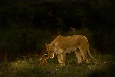 Une lionne et son petit partagent un moment de tendresse. C'est vraiment très émouvant de voir à quel point elle s'inquiète pour ses petits. L'amour qu'elle leur porte est immense », confie le photographe Chandrashekar Kalyanasundaram.
Alors ici simplement, comment s'appelle le petit du lion ?

Photographie de Chandrashekar Kalyanasundaram, National Geographic Travel Photographer of the Year.
