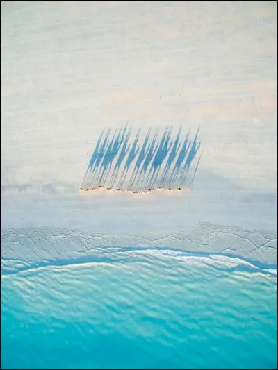 Des animaux photographiés à Cable Beach avec ses 22 km de sable blanc immaculé, en Australie-Occidentale. La photographie est prise d'en haut et on la comprend mieux grâce au soleil de côté qui crée cette ombre fantastique. 
Alors quels sont ces animaux qu'on y voit mirer ?

Photographie de Todd Kennedy, National Geographic Your Shot.