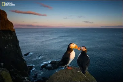 Une paire de ce qui est couramment appelé des «perroquets de mer» de l'Atlantique, profite un peu des derniers rayons du soleil couchant, juchés sur la falaise L·trabjarg en Islande. Trouvez un autre nom de cet oiseau marin : 

On Top of the World by Eugene Kitsios, 2016 National Geographic Nature Photographer of the Year.