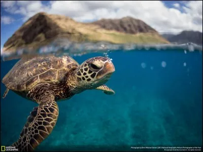 On dit que leur coloration va du brun foncé à l'olivier. Elles peuvent nager jusqu'à 800 km à partir de leur habitat jusqu'aux plages de nidification. La photo a été prise près de l'île de Oahu. Quel est ce chélonien auquel il faut presque trois décennies pour atteindre une taille de reproduction adulte ?

Photo : Brett Monroe Garner, National Geographic Nature Photographer of the Year.