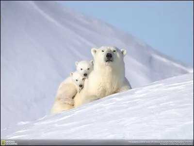 Fière famille et mère malgré tout un peu méfiante, la photo a été prise sur l'île Qikiqtarjuaq au Nunavut, reconnue pour sa faune sauvage, située au large de la côte est de l'île de Baffin. 
Quel est le nom des animaux figurant sur ce fabuleux cliché ?

Photo : Jonathan Huyer, National Geographic, Nature Photographer of the Year 2016.