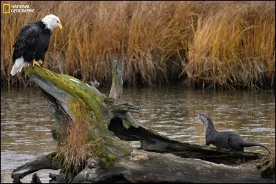 L'oiseau national des États-Unis et une loutre de rivière, s'étudient sur une buche creuse près d'Anchorage en Alaska : la loutre a continué d'observer le rapace pendant plus d'une heure avant de retourner à la pêche. Quel est le nom populaire du pygargue ici illustré ?

Curiosity by John Pennell, 2016 National Geographic Nature Photographer of the Year