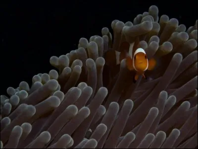 La photographe Alexandra Diers parcourait la mer de Bali avec sa famille lorsqu'elle a pris ce cliché d'un poisson à demi caché dans les tentacules d'une anémone. Elle a avoué que ce «sont les poissons que je préfère photographier».
Trouvez le nom de ces poissons de 10 cm, dans les tons d'orange et de noir.

Photographie Alexandra Diers, National Geographic Travel Photographer of the Year.