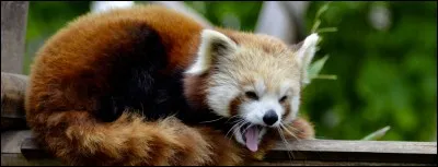 Quel est cet animal ?