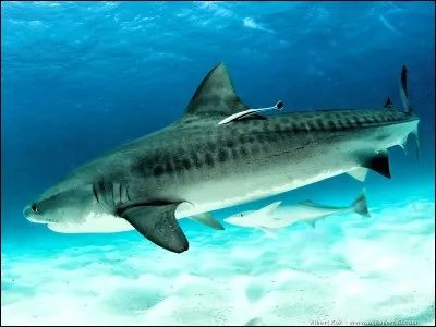 Quel est cet animal ?