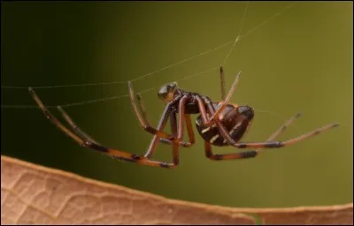Quel est cet animal ?