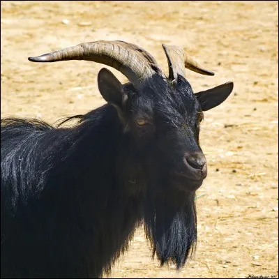 Quel est cet animal ?