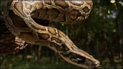 Quel est cet animal ?