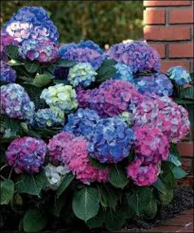 Quel est le nom de cette fleur ?