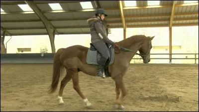 Ton moniteur te propose de monter Sultant, un poney nouveau au club.