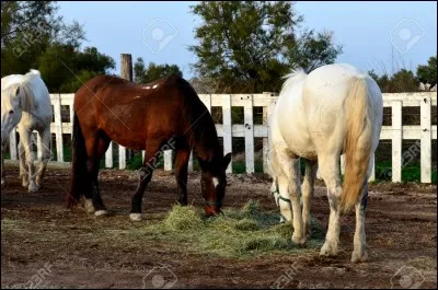 Une de ces trois figures de manèges n'existe pas, quelle est-elle ?