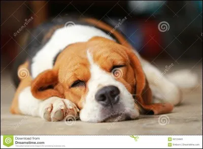 Environ combien d'heures dort un chien, par jour ?