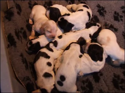 Chez certaines races, les chiennes peuvent-elles avoir plus de 10 bébés à la fois ?