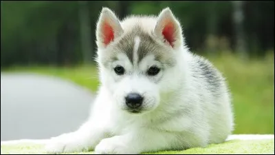 Un chiot a-t-il besoin de beaucoup de sommeil pour bien grandir ?