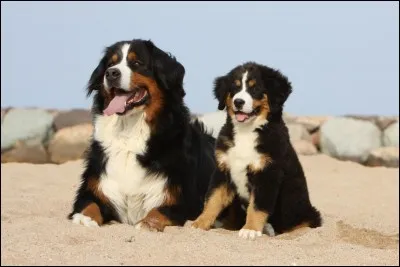 Quelle race de chien est-ce ?