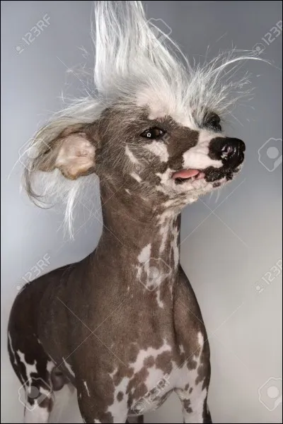 Quelle race de chien est-ce ?