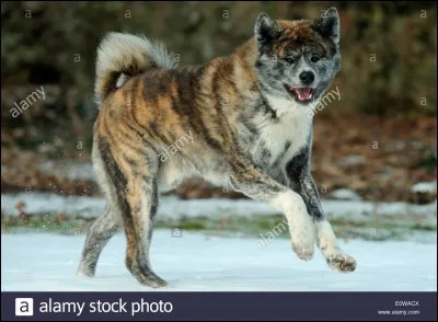 Quelle race de chien est-ce ?
