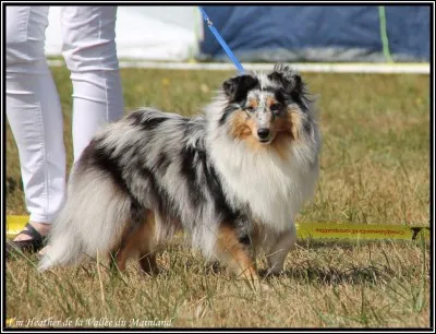 Quelle race de chien est-ce ?