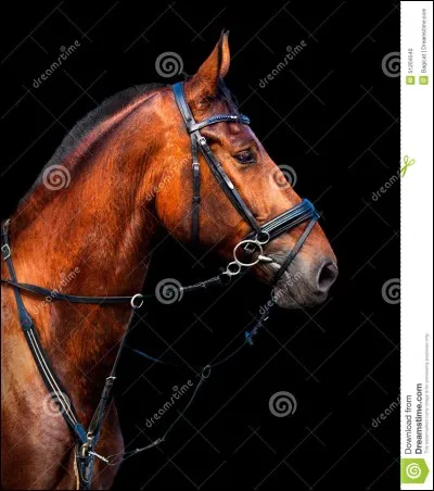 Comment s'appelle ce cheval ?
