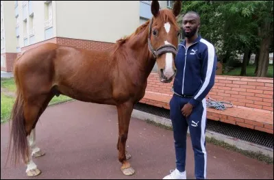 Comment appelle-t-on un cheval castré ?