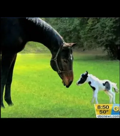 Quelle est la race du plus petit cheval au monde ?