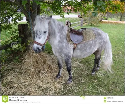 Quelle est la couleur du cheval sur la photo ?