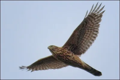 Si je vous dis "Plume en bout d'aile", vous répondez :