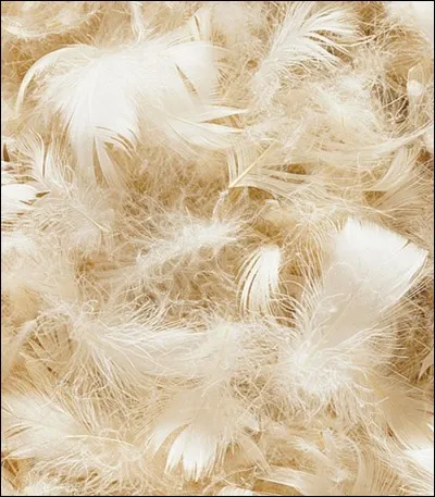 Si je vous dis "Plumes courtes", vous répondez :