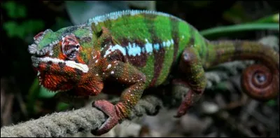 Appendice céphalique des arachnides, formant une paire de crochets, venimeux chez l'araignée !
