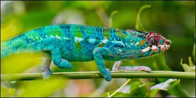 Monticule de pierre et de terre, élevé par les Celtes !