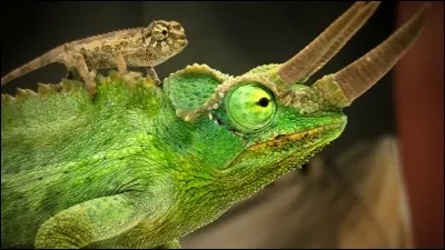 Cuir grenu, en peau de chèvre ou de mouton, utilisé en reliure !