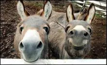 Combien y a-t-il d'nes ?