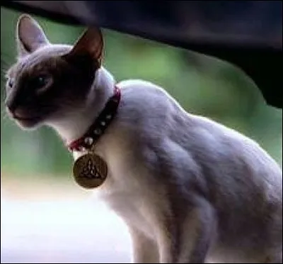 Comment s'appelle le chat des surs ?