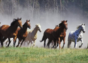 Quiz Les races des chevaux