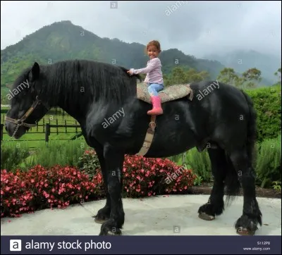 Quelle est la race de ce cheval ?