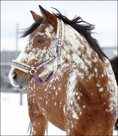 Quelle est la race de ce cheval ?