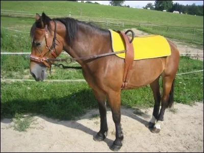 Ce tapis est appelé :