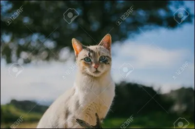 Quand a lieu la journée mondiale du chat ?