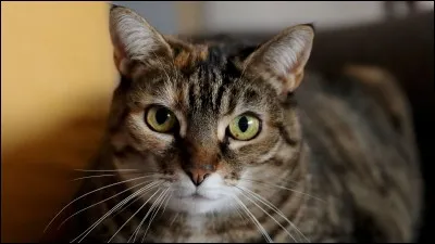 Combien y a-t-il de chats en France ?