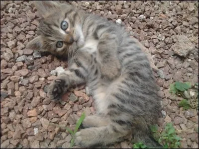 Combien une chatte peut-elle avoir de petits dans une portée ?