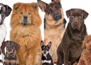 Quiz Connais-tu bien les races de chiens ?